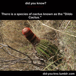 I think they meant this cactus :p