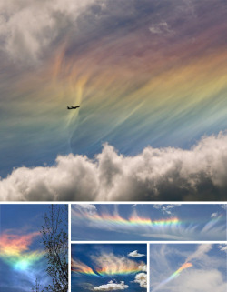 sparklybongwater:   The fire rainbow is the rarest of all naturally occurring phenomena. The clouds must be cirrus and at an altitude of 20,000 feet at least. There must be just the right amount of ice crystals present, as well.  The sun has to hit the