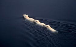 funnywildlife:  A polar bear and her two six-month-old cubs swim back to shore in Svalbard, Norway. by Dennis Bromage / Barcroft Media