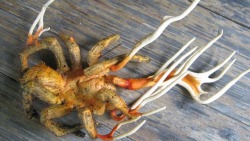 call-of-cthulhu:  WTF Nature Of The Day: Tarantula with antlers! It’s caused by a fungal infection called Cordyceps. The parasitic fungi basically invades its host (most commonly anthropods) and over time replaces the poor creature’s tissue with its