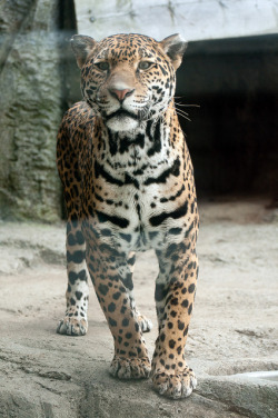 squishly:  Jaguar, Curious by Eric Kilby on Flickr.