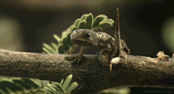 headlikeanorange:  A dwarf gecko hatchling (Secrets of our Living Planet - BBC) 