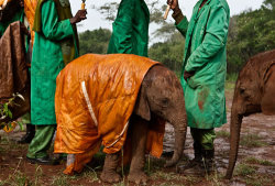 horsesandpyramids:  The cute photo of a baby elephant in rain slicker belied a harrowing tale. Read Charles Siebert’s 2011 National Geographic story about baby elephants orphaned when their mothers were killed by poachers, and the people who spend their