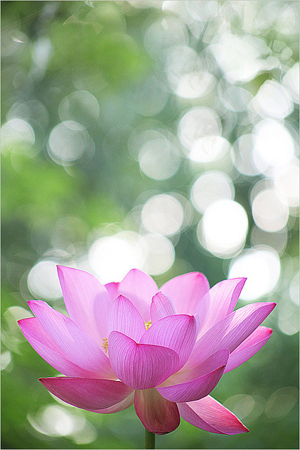 Lotus flower petal shape