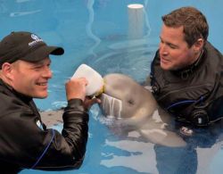 theanimalblog:  Marine Mammal Experts Work Round-the-Clock to Save Orphan Baby Beluga 