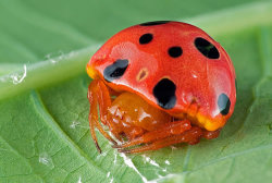 kingfantastic:  beastlyart:   manfurarm:   nevver:   Ladybird Mimic Spider    #fucking spiders man #ANYTHING could be a spider #you reach into your fridge and pull out a popsicle SURPRISE IT’S ACTUALLY A FUCKING POPSICLE SPIDER #you’re walking