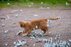 rhamphotheca:   Kitten and Butterflies - Leningrad Oblast, Russia The stunning sight of hundreds of bright blue butterflies, known as the Black-veined White (Aporia crataegi), was almost too much for the six-month-old kitten as he bounced over and