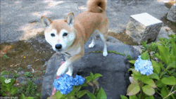 wutevo:  spooking-not-treating:  plaid-monkey:  You garden is quite lovely. It would be a shame if something were to… happen to it…  such flower. very petal. doge like it.  i rebloged this photo twice already and every time i see it on my dash it