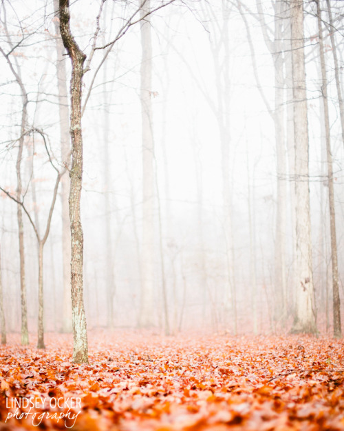 love-and-squalor: Forest of fog, blanket of orange - Now for sale on Etsy 