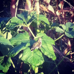 Sometimes the small things stick out. In this case it happened to b a hummingbird deciding to stop for a bit and have a sip of water from the leaves of my okra plant. Thought it was pretty rare to see a hummingbird still so I had to snap a few pics