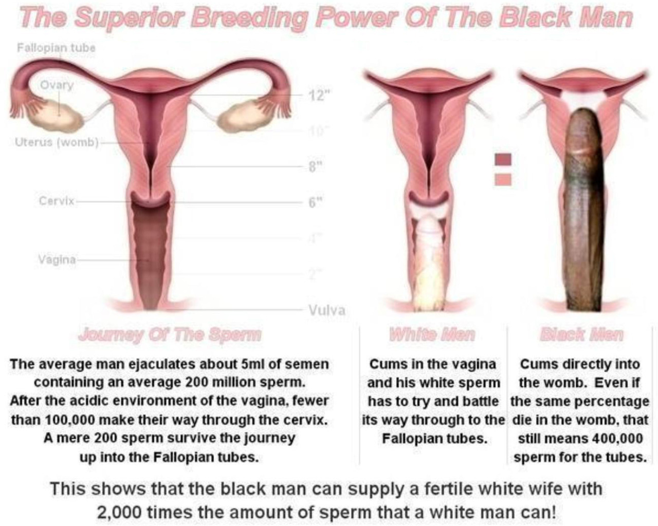 big black cock breeding porn photo