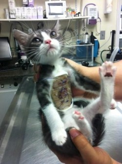 the-shield-and-hammer:  dorothy-cotton:  totallynotagentphilcoulson:   “Saved by veterinarians SuperGatito This kitten was born with deformed rib cage, which directly affected the position of his heart and triggered a series of breathing problems. In