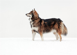   slowlytosea: The Utonagan is a breed of dog that resembles a wolf, but in fact is a mix of three breeds of domestic dog: Alaskan Malamute, German Shepherd, and Siberian Husky.  