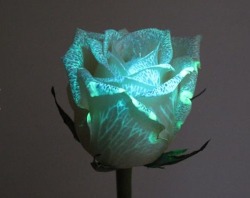 muffindess:  Genetically modified flowers glow in the dark  Australian company Bioconst has released a line of genetically modified fluorescent flowers that produce a protein that glow when exposed to a proprietary UV LED   I WANT A GARDEN OF THESE THINGS