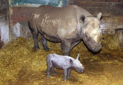 theanimalblog:  A black rhino calf born at Port Lympne Wild Animal Park in Kent stands next to its mother Nyasa.  Picture: Dave Rolfe