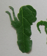 bradofarrell:  be the leaf 