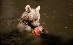theanimalblog:  A Syrian brown bear eats an ice block with frozen fruits, vegetables and fish to cool off at the Ramat Gan Safari Zoo near Tel Aviv, Israel.  Picture: Uriel Sinai/Getty Images