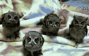 teapotee:  elementnumber46:  nerdgasmz:  otaku-stuffed-muffin:  valse-de-la-lune:  akjskdfkhfsfskhfsgfs  I just really like owls okay asklfhsdg  They’re taking turns TAKING TURNS JUDGING YOU  That last owl is extra sassy  XD 