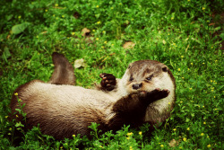 dailyotter:  Otter Rolls in the Grass Via _yammynelly_