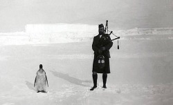such-heights:  babiesareyum:  “A member of the Scottish National Antarctic Expedition plays the bagpipe for an indifferent penguin, 1904.”  #the greatest caption in the history of the world 