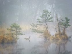 nationalgeographicmagazine: Canada Geese, Netherlands Photograph by Andrew George, My ShotCanada geese in a fen on a misty day in the Netherlands