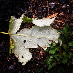 #leaf #water #iphoneography #like #follow  (Taken with Instagram)
