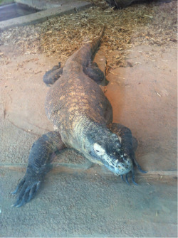 I would love to have my own Komodo dragon! But I guess I&rsquo;ll settle for this one at the zoo