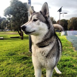 Isn&rsquo;t he pretty? Haha. #boston #husky #malamute #skatepark #bmx #puppy #swag #park #dog #rad #cute  (Taken with Instagram)