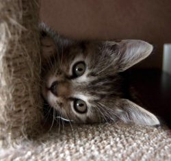 cutest-cats:  follow cutest-cats