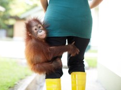 theanimalblog:  “Clinging on for dear life, an orphaned orangutan refuses to let go of her surrogate mother’s leg. This touching photo shows how comfortable baby Kalabatu has become with her carer at Sepilok Orangutan Rehabilitation Centre in Borneo.