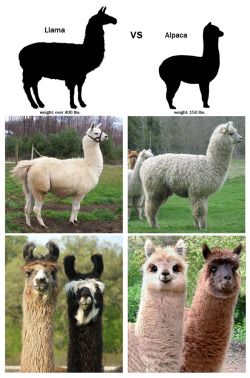 dontmakepeopleintoheroes:  bunny-booty:  Alpacas are so much cuter than llamas.  YOU FORGOT THE FOLLOWING POINTS: LLAMAS HAVE BIG TEETH TO RIP OUT YOUR F#@&amp;ING THROAT ALPACAS HAVE FUZZY LIPS TO NUZZLE YOU GENTLY TO SLEEP LLAMAS WILL CHARGE AFTER YOU