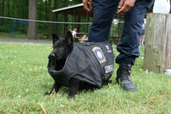 baqel:  madlori:  vastderp:  policecars:  Brimfield PD (Ohio) - This is the new puppy at training today….we don’t think the bullet proof vest fits….just yet  *SHRIEK*  *SHRIEK* *SHRIEK* LOOK AT THE BRAVE LITTLE BUDDY FIGHTING CRIME  I’M READY
