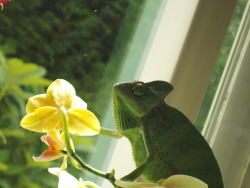 dragonstearoom:  My chameleon, Jean-Luc, contemplating an orchid. 