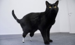 lunalorraine:gorillamunchies:engineering-students:Neuro orthopedic surgeon Dr. Noel Fitzpatrick works with biomedical engineers to give new prosthetic paws to the first bionic cat.  those are tiniest little bionic peepaws I’ve ever seen  Omg babe