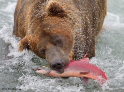 magicalnaturetour:   “Bear Catching Salmon” by Tin Man:)