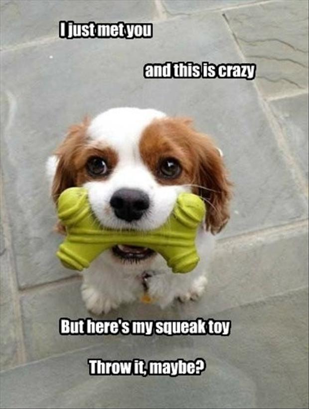 Adorable plays with toy