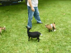 scottbalf:  jingle-anarchy:  mattchew03:  Buttermilk the baby goat is kind of a dick.  &ldquo;PARKOOOUR&rdquo; &ldquo;Dude that hur-&rdquo; &ldquo;PARKOOOOOOOOUR&rdquo;  Can one one deck that bully goat? 