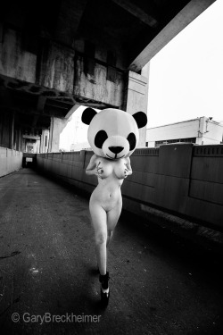 carolinaaquino:Panda by Gary Breckheimer 