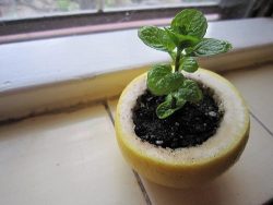punkgrl:  mildrose:   Use a lemon, orange or a grapefruit to start your seedlings. Plant the entire thing in the ground and the peels will compost directly into the soil to nourish the plants as they grow.  need  ^go and make it happen then :-)