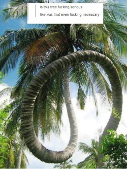 ruthdecay:  muse-ician:  castiel-is-a-bluebird:  sigur-roskolnikov:  This tree makes の sense.  Best comment in the history of tumblr  i think the best part tho is that that character actually is pronounced “no&quot;.  Palm trees are silly 