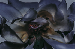  Nick Knight - From the series ‘Rose’, 2000.   