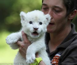 theanimalblog:  Pointer dog becomes stepfather to rare white lion cub