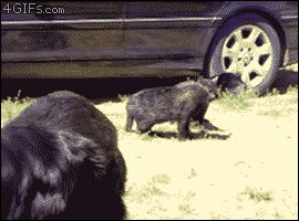 Dos gatos se pelean y los separan 3 perros
