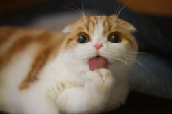 waffles-the-cat:  Oops!! Caught in the cat!