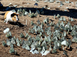 rainflaaash:  stuff-does-that:  operator-as-fuck:  a wild guinea pig playing in a flock of butterflies…..  i needed this today so thank you universe  i always forget there are such things as wild guinea pigs!