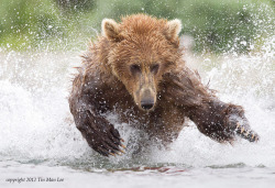 magicalnaturetour:   “The Mighty Grizzly Bear” by Tin Man