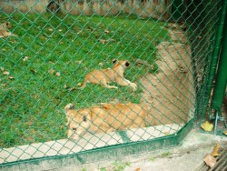 Cachorros de León del zoológico de Caricuao 