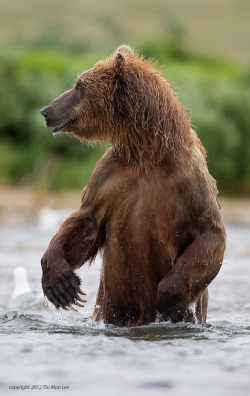 magicalnaturetour:   “A Man in a Bear Outfit?” by Tin Man :)