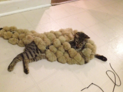rhinestone-soul:  My cat rolling around in a pelt of rabbit fur. Because she can. 