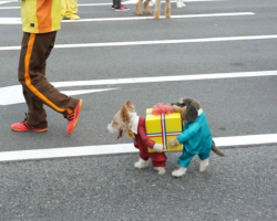ravenwhimsy:  You gotta re-blog this.  BEST DOG COSTUME EVER! 